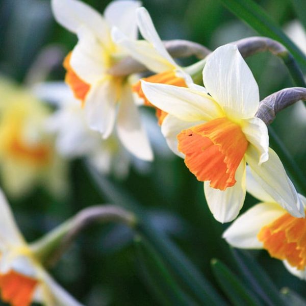 Narcisi