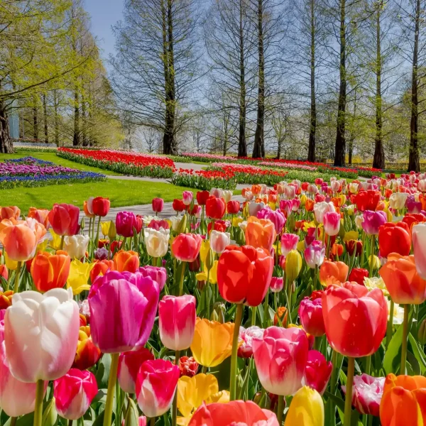 Tulipani